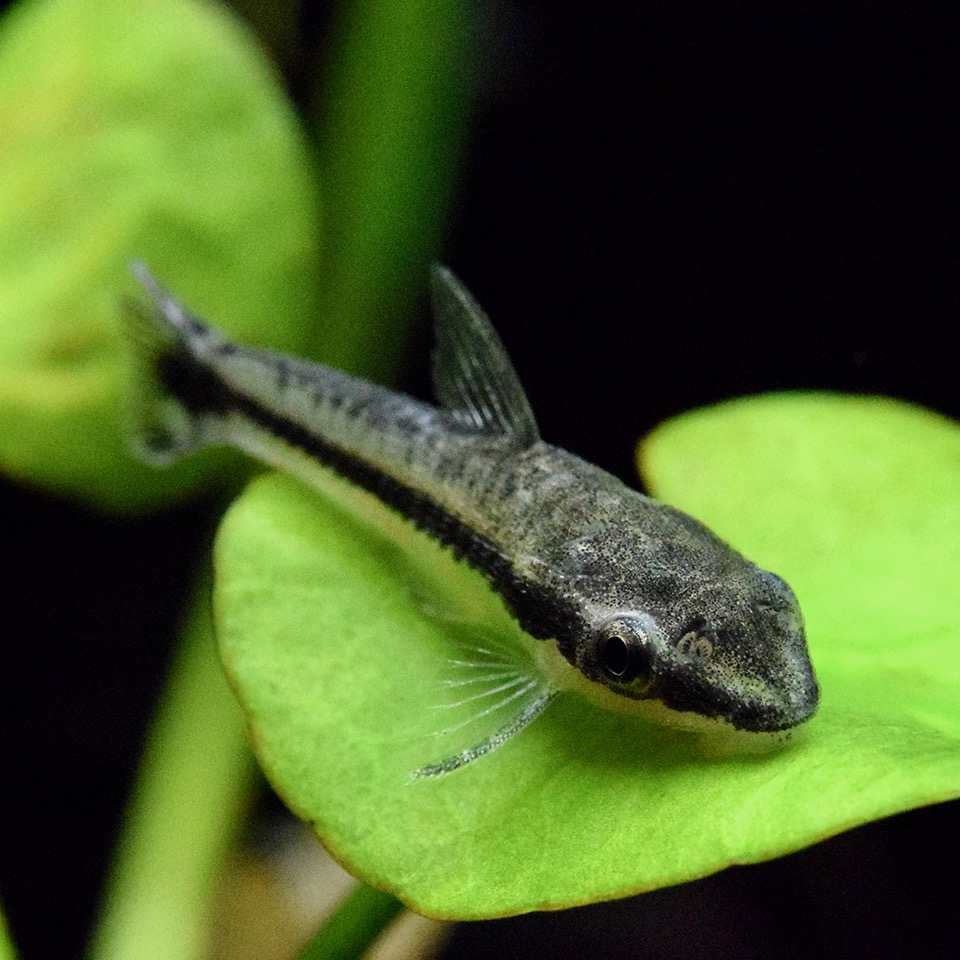 Otocinclus affinis   Algeneter